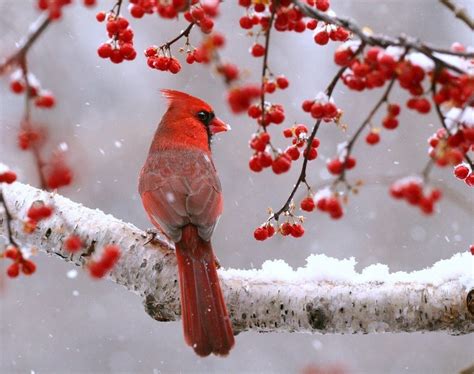 proven ways  attract cardinals birds  blooms