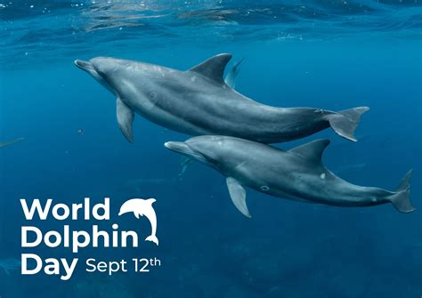 annual world dolphin day marine connection
