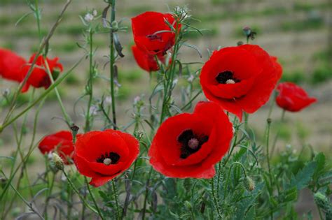 poppies  photo  freeimages