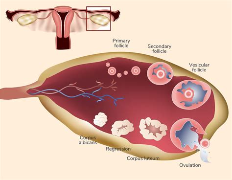 ovulation induction in australia and nz fertility society