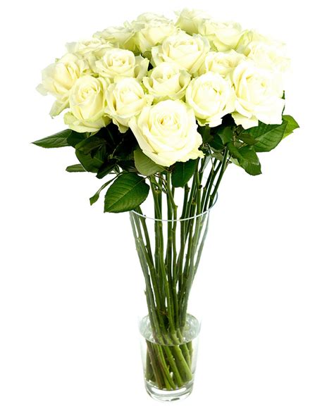 roses long stemmed white