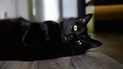 a seattle shelter is giving away free black cats on black friday