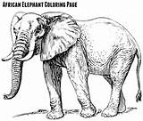 Elephant African Coloring Sept Printables Games Fun sketch template