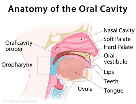 oral cavity definition anatomy functions diagram