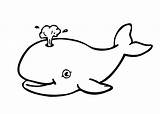 Shamu Coloring Pages Clip sketch template
