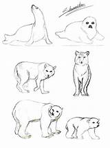 Tundra Animals Drawings Coloring Pages Drawing Easy Deviantart Color Arctic Printable Getcolorings Animal Getdrawings Print Paintingvalley Favourites Add sketch template