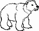 Mewarnai Beruang Belajar Lucu Binatang Anak sketch template