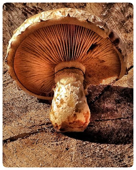 mushroom frog perspective morten bjerg flickr
