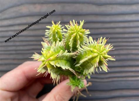 euphorbia aggregata form variegata extra ramificada cactos