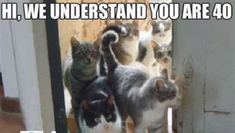 Funny Cat Memes The Best Funny Cat Memes Slapwank