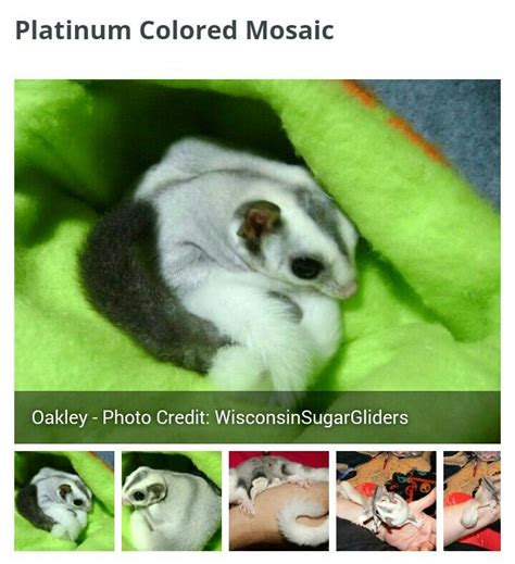 platinum colored mosaic sugar glider