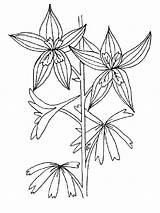 Coloring Pages Larkspur Flower Recommended sketch template