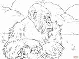 Gorilla Coloring Pages Mountain Drawing Monkey Realistic Baby Printable Cartoon Silverback Gorillas Supercoloring Color Animals Orangutan Print Kids Sheet Draw sketch template