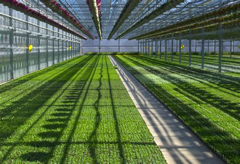plainview growers plant plugs allamuchy  jersey greenhouse plainview growers