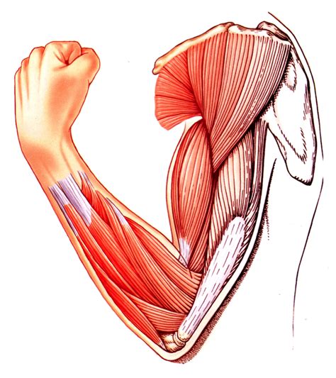 anatomy muscle tissue anatomy diagram book