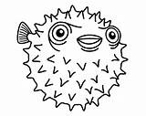 Puffer Pez Erizo Porcupine Pufferfish Peces Paracolorear sketch template
