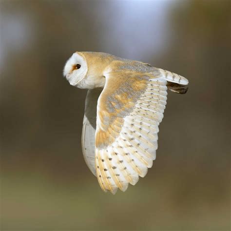 barn owl waterbeach