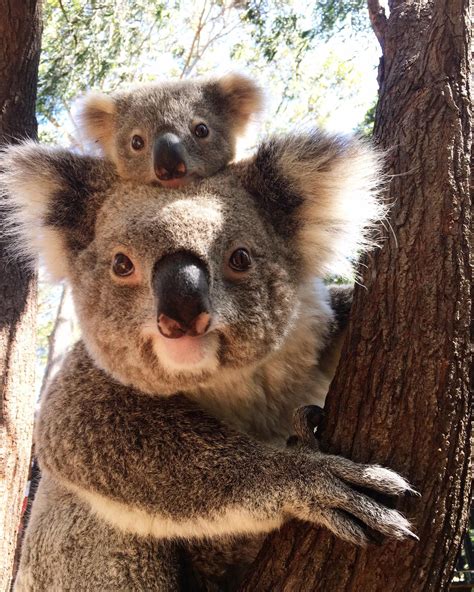 itap   mum  baby koala   work   viral  months