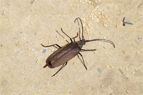 beetle bark beetle imago   insect beetle  long antennae stock