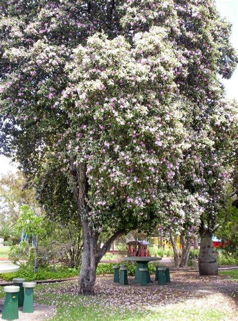 australia s 40 hibiscus species rockhampton morning bulletin