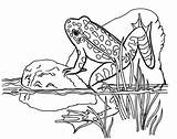 Frog Sapo Colorir Sapos Imprimir Pond Grenouille Lagoa Frogs Coloriage Natuur Kleurplaten Coloring4free Amphibians Pedra Rã Dessin Charco Bichos Italks sketch template