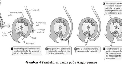 Pembuahan Ganda Pada Angiospermae Pak Pandani Belajar