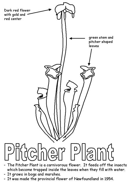 pitcher coloring page coloring pages newfoundland pitcher plant