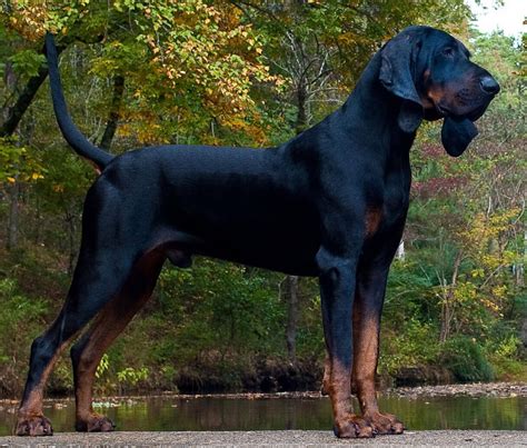 black  tan coonhound  big dog breeds