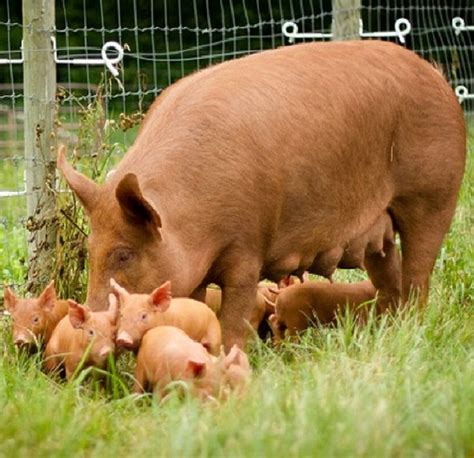 pig breeds   images  pinterest pig breeds  pigs