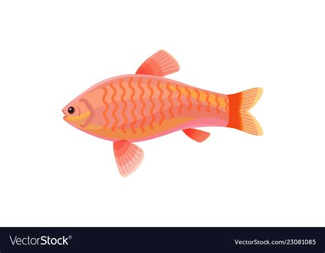 jewel cichlid red small fish royalty  vector image
