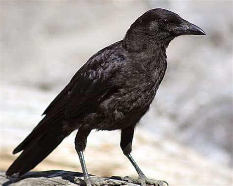 dishy news  transferware blog beatles blackbirds  crows