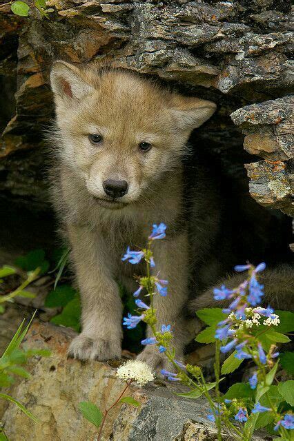 wolf pup wolves pinterest wolf pup wolf  pup