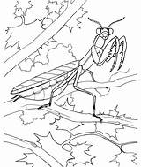 Mante Insecte sketch template