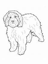 Cockapoo Dog Colouring Designlooter Labradoodle sketch template