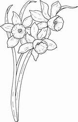 Narcissus Flori Primavara Drei Maigloeckchen Planse Tecido Riscos Daffodil Pattern Arteempinturaemtecido Risco Colorir Ausmalbild Malvorlage Narcisses sketch template