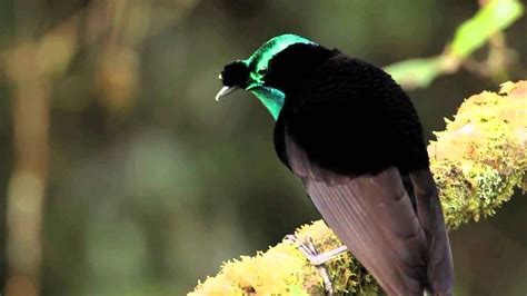 17 Types Birds Of Paradise Papua Characteristics Images