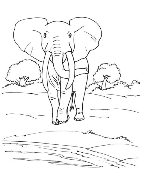 african elephant coloring page   african elephant