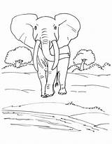 Elephant African Coloring Pages Bestcoloringpages Kids sketch template