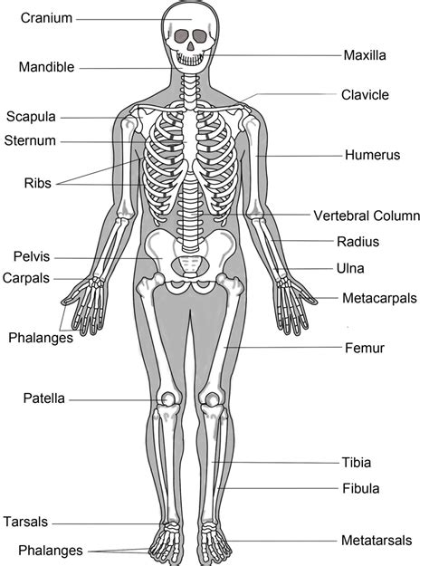 human skeletal system hubpages