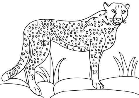 cheetah coloring pages coloring pages    print