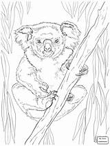 Koala Coloring Pages Drawing Friendly Line Koalas Tree Female Bear Kids Printable Template Getdrawings sketch template
