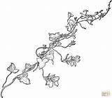 Vine Vines Coloring Snapdragon Drawing Pages Flower Printable Pumpkin Colouring Line Drawings Sketch Flowering Gif Leaf Weinrebe Template Clipart Sketches sketch template