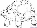 Tortoise Reptiles Designlooter Dragoart sketch template