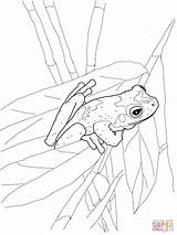 Coloring Frog Pages Tree Frogs Printable Colouring Eyed Red Coqui Green Stadium Drawing Adult Comments Popular 1600px 62kb 1200 Getdrawings sketch template