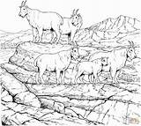 Coloring Mountain Goat Goats Pages Mountains Rocky Herd Billy Gruff Printable Drawing Three Colouring Adult Books Color Adults Clipart Animal sketch template