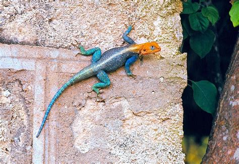 agama agama monaco nature encyclopedia