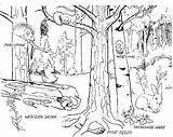 Forest Coloring Animals Live Where Pages Habitat Kids Sketch Template Sheet sketch template