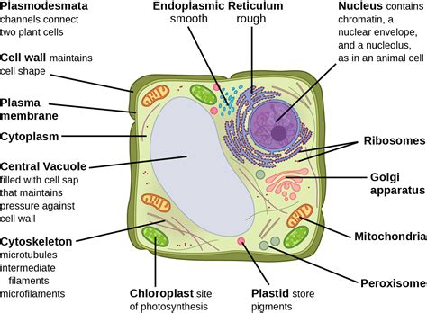 eukaryotic cell labeled