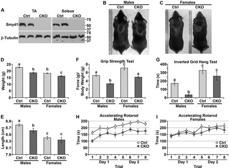 Mouse Myofibers Lacking The Smyd1 Methyltransferase Are