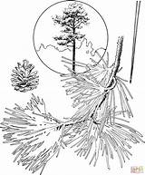 Coloring Pine Tree Pages Trees Ponderosa Evergreen Drawing Bristlecone Printable Printables Pencil Getdrawings Library Clipart Book Template Sheet Popular sketch template